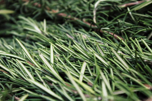 Does Rosemary Oil Make Your Hair Grow?